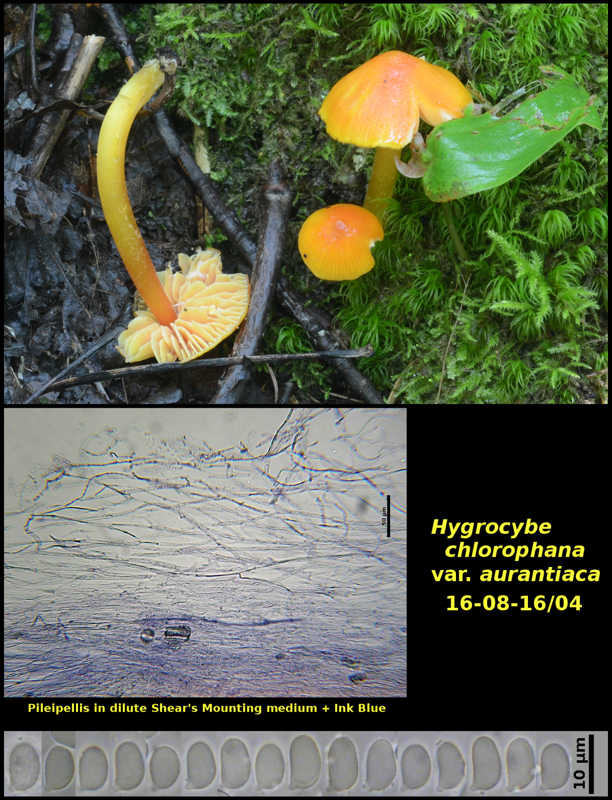 Picture of Hygrocybe chlorophana var. aurantiaca